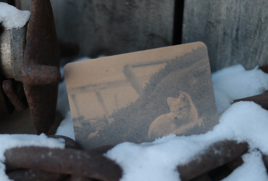 Arctic Fox Postcard